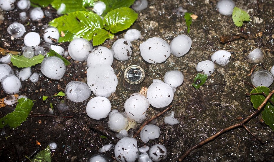 Cultivo afectado por una granizada.