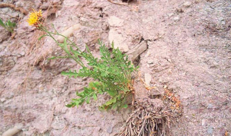 El Abrepuños (Centaurea kunkelii) es endémico de la Sierra de Gádor en Almería.