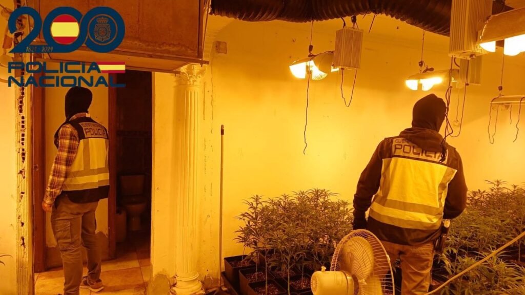 Desmantelados-dos-cultivos-de-marihuana-con-776-plantas-en-Sevilla.jpg