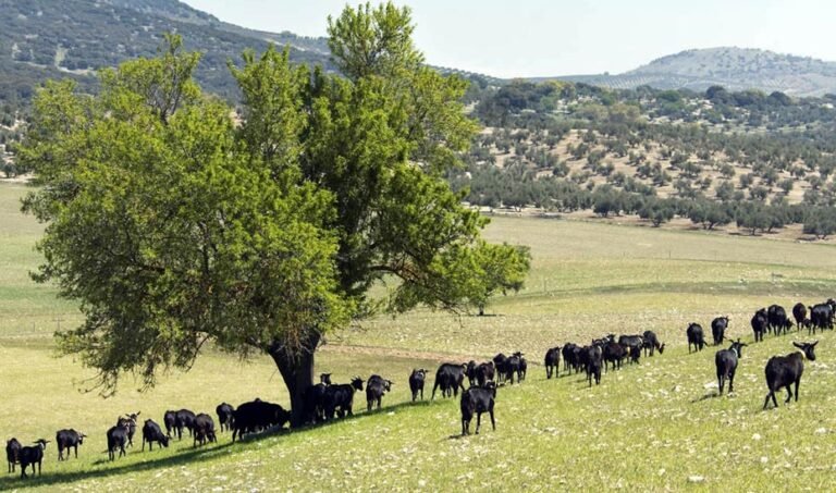 Ganado caprino en el municipio de Castril, en la provincia de Granada.