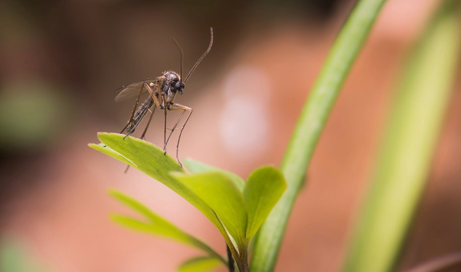 Mosquito.