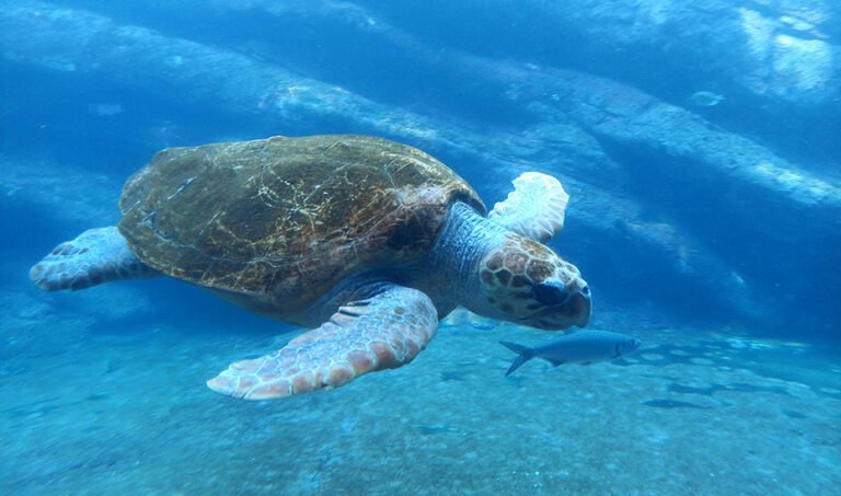 1750834241_Nuevo-anidamiento-de-tortuga-boba-en-Mojacar-quinto-en-Almeria.jpg