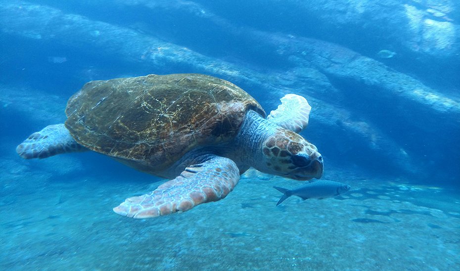 1750834241_Nuevo-anidamiento-de-tortuga-boba-en-Mojacar-quinto-en-Almeria.jpg