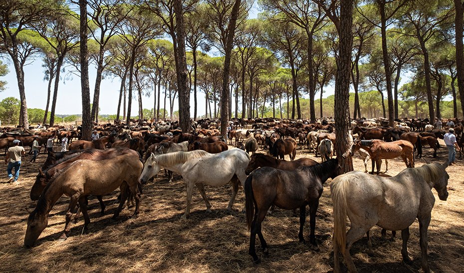 Mares on the Los Llanos road towards Almonte (Photo by Antonio Delgado-Roig).