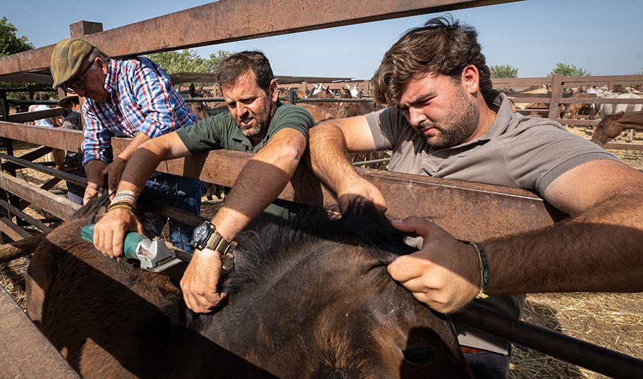 Ranchers performing grooming and mane cutting tasks (Photo by Antonio Delgado-Roig).