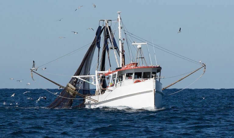 Embarcación de la flota de cerco del Golfo de Cádiz.