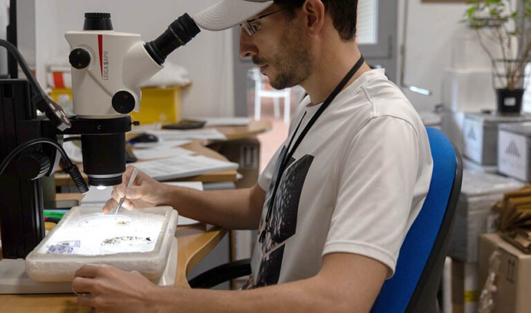 Las-trampas-de-mosquitos-no-detectan-circulacion-del-virus-del.jpg
