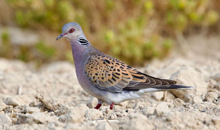Tórtola europea.