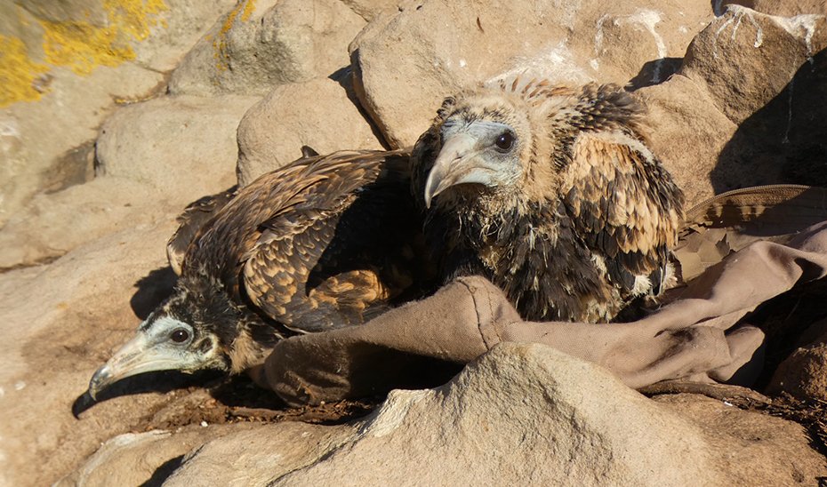 Ejemplares de alimoche.