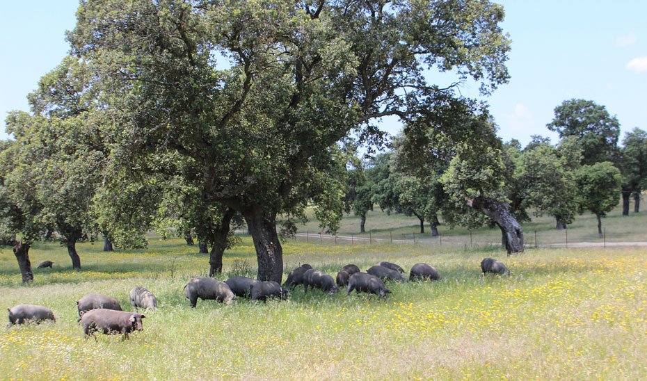 Una piara de cerdos comen en una dehesa andaluza.