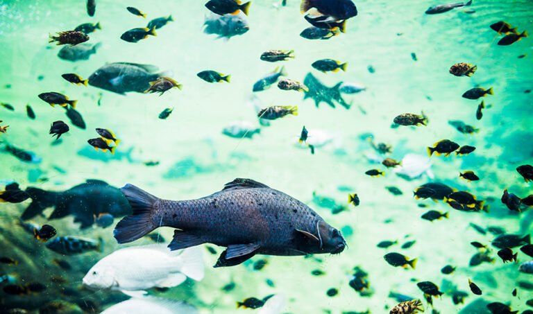 Banco de peces.