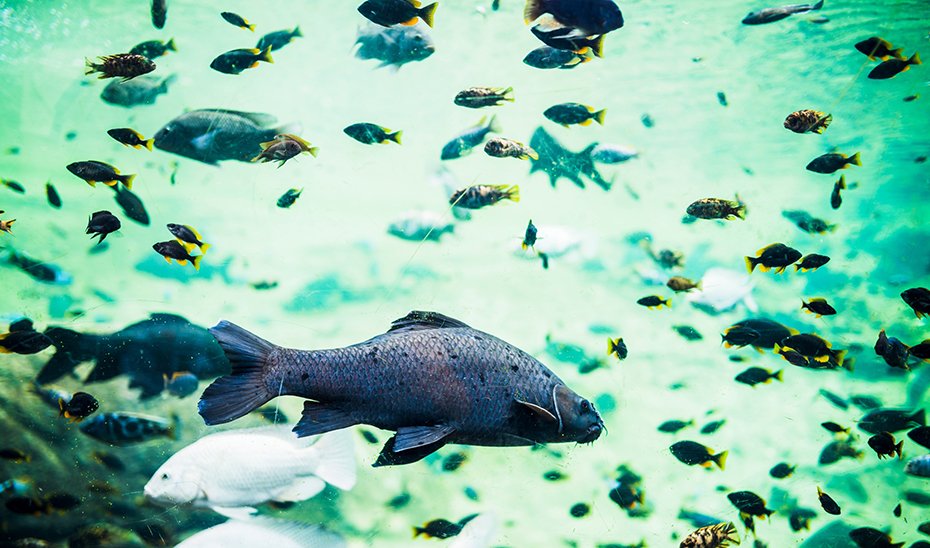 Banco de peces.