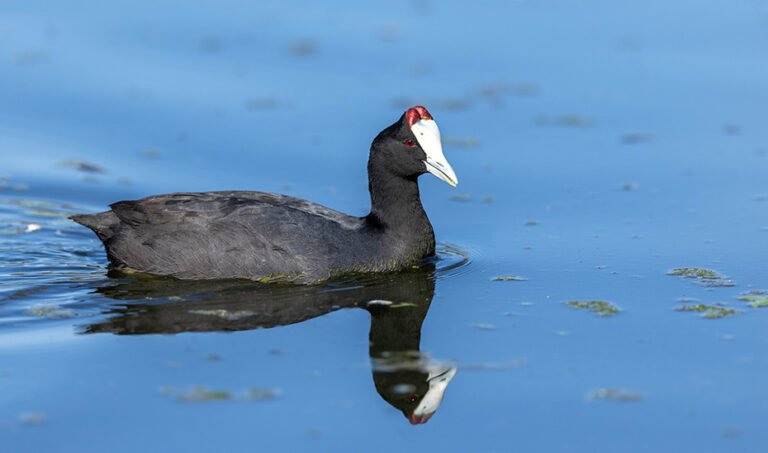 Ejemplar de focha moruna.