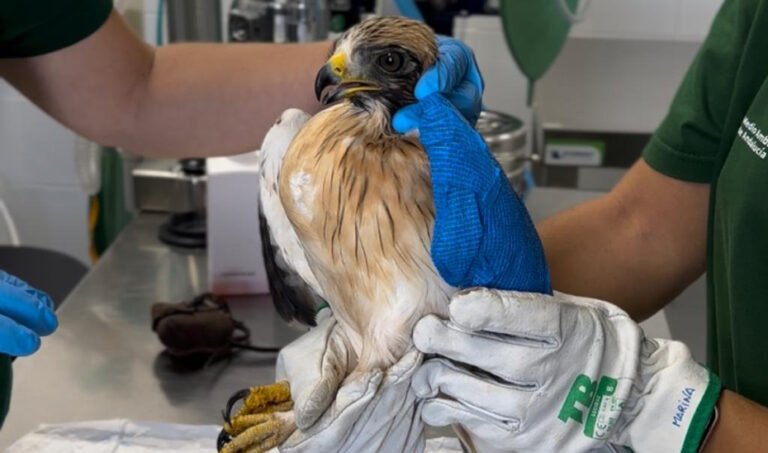 Atención a un ejemplar en el Centro de Recuperación de Especies Amenazadas Los Villares, de Córdoba.
