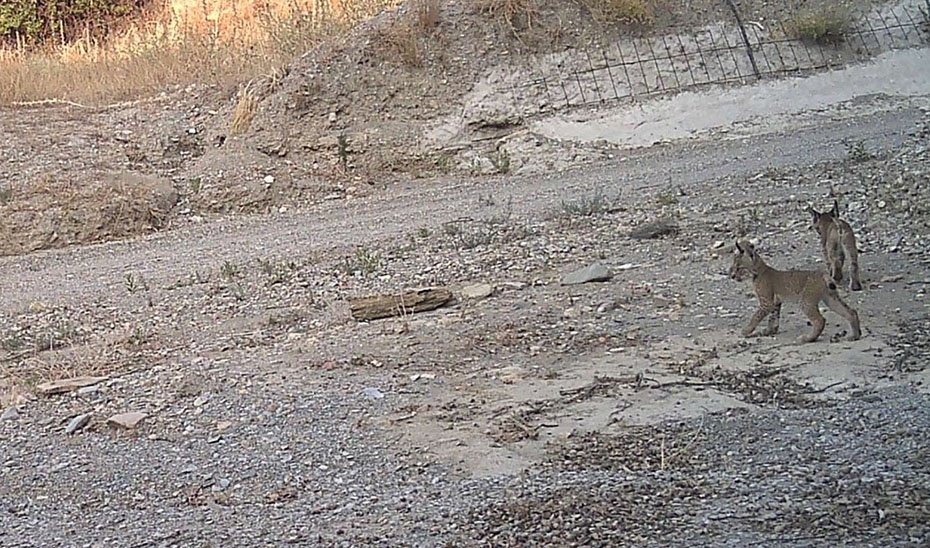 Imagen de dos linces capturada mediante cámara fototrampeo en Vélez-Rubio (Almería).