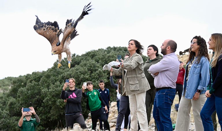 Liberación de un ejemplar juvenil de águila imperial en el Parque Natural de Sierra Mágina.