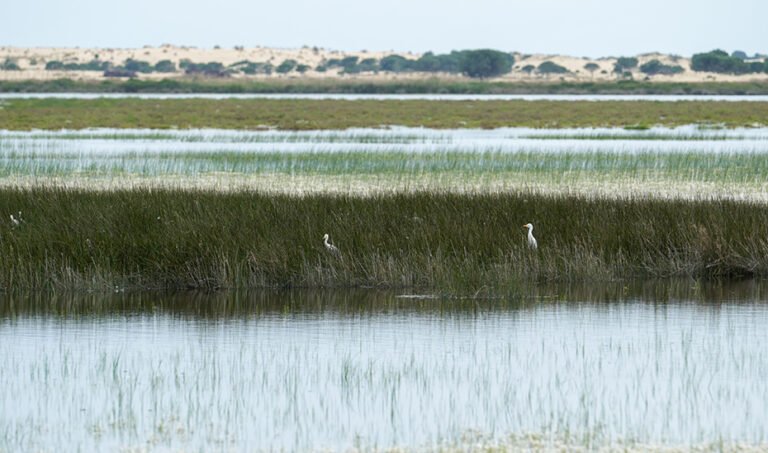 Marismas de Doñana.