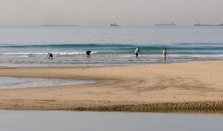 Mariscadores a pie profesionales en el Golfo de Cádiz.