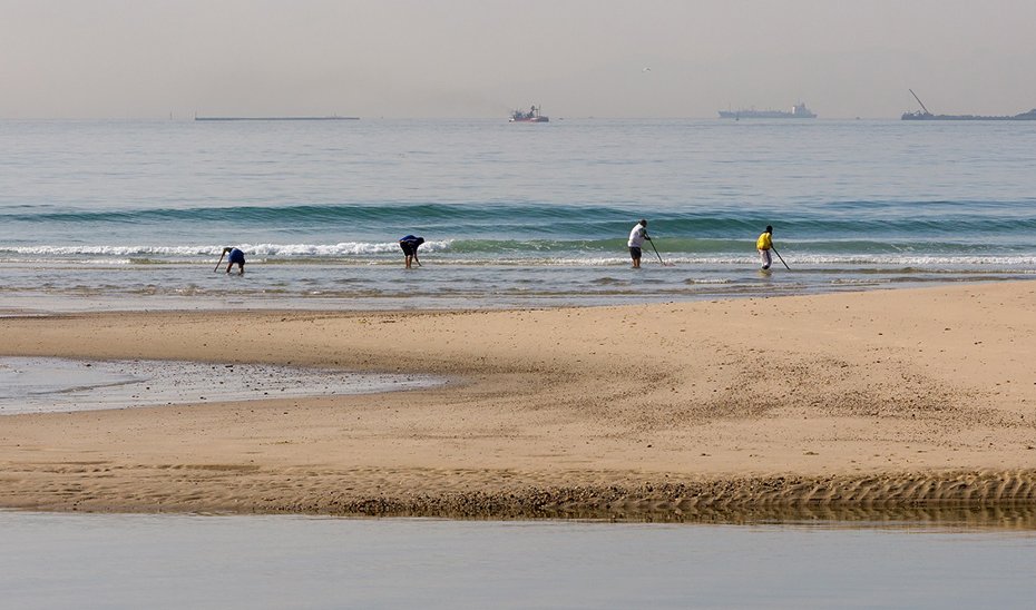 Mariscadores a pie profesionales en el Golfo de Cádiz.