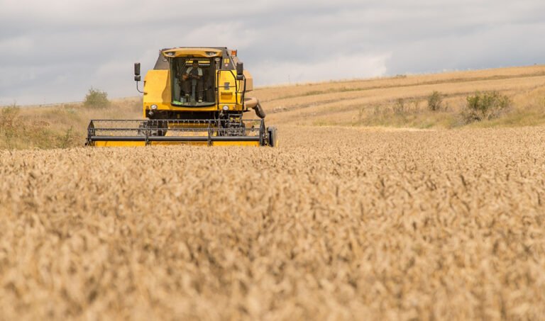 Cosechadora durante la siega del cereal.