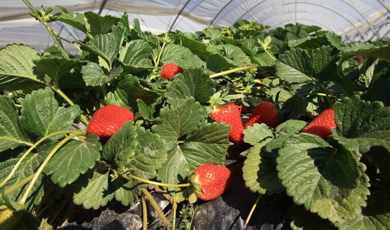 Invernadero de fresas.