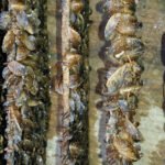 Ejemplares de mejillón cebra (Dreissena polymorpha).