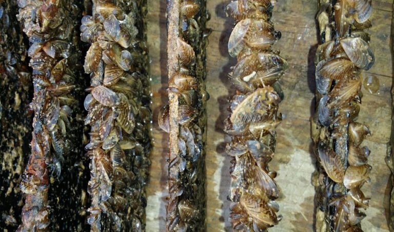 Ejemplares de mejillón cebra (Dreissena polymorpha).